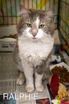 adoptable Cat in  named Ralphie: DLH (FCID# 04/16/2024 - 12 Trainer)