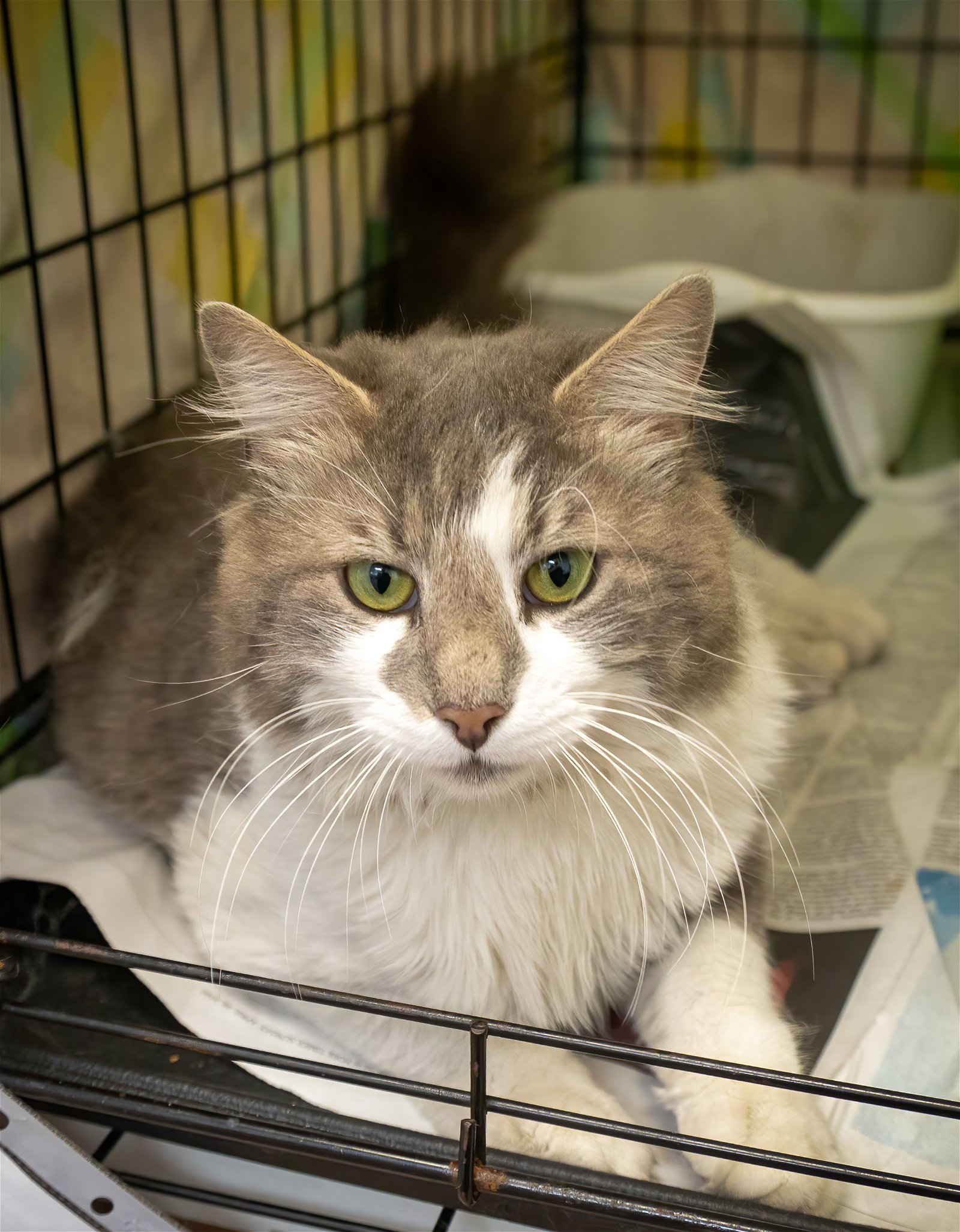 adoptable Cat in Brookhaven, PA named Ralphie: DLH (FCID# 04/16/2024 - 12 Brookhaven PS)