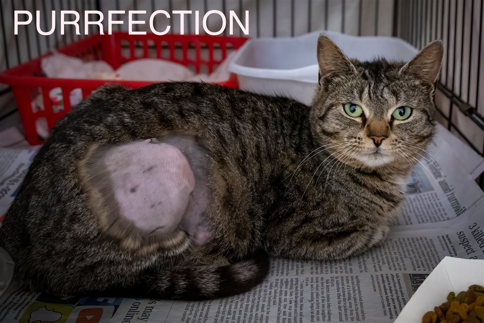 adoptable Cat in Marcus Hook, PA named Purrfection (FCID# 04/17/2024 - 4 Trainer)