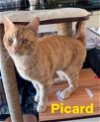 adoptable Cat in willow grove, PA named Picard, Willow Grove PA (FCID# 03/27/2024-31)