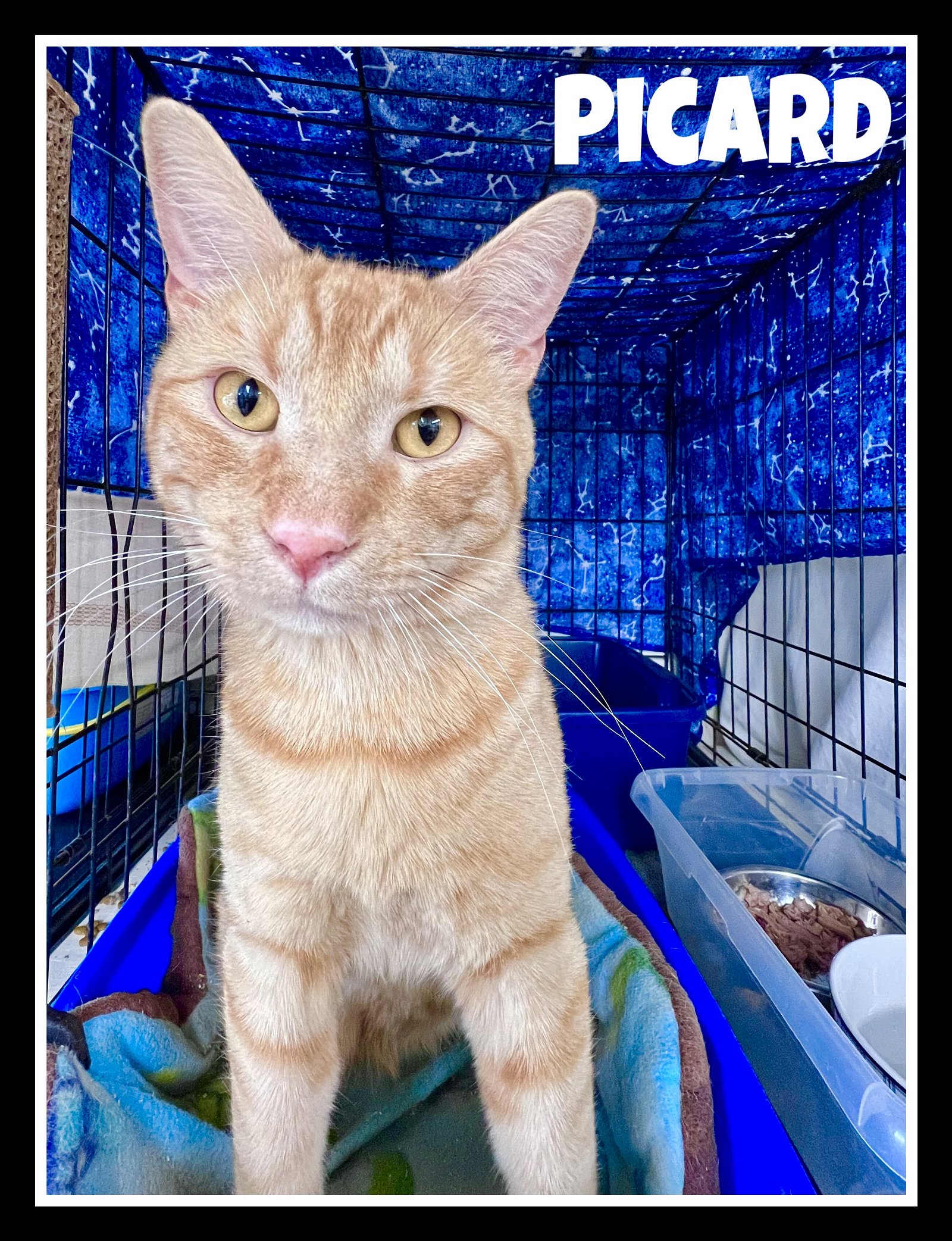 adoptable Cat in Willow Grove, PA named Picard, Willow Grove PA (FCID# 03/27/2024-31)