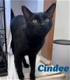 adoptable Cat in  named Cindee, Willow Grove PA (FCID# 03/26/2024-134)