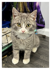 adoptable Cat in wilmington, DE named Blossom (FCID# 03/27/24-29 Brandywine Event ) C