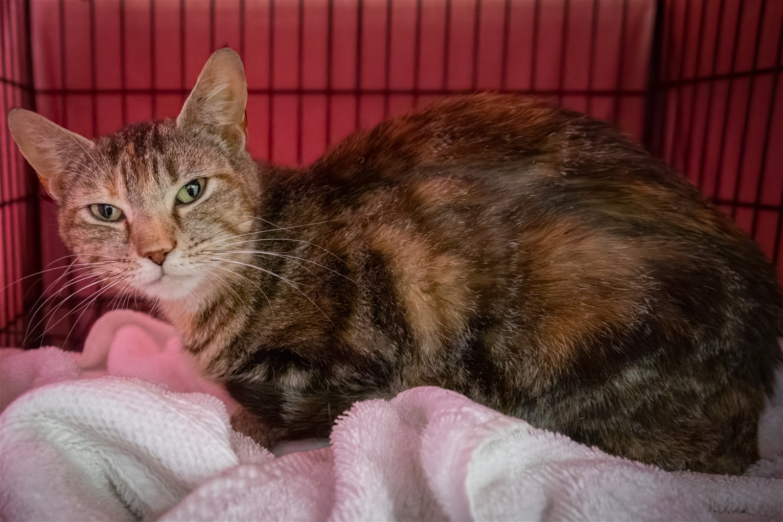 adoptable Cat in Marcus Hook, PA named Sweetsie (FCID# 04/17/2024 - 8 Trainer)