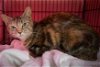 adoptable Cat in us, AR named Sweetsie (FCID# 04/17/2024 - 8 Trainer)