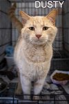 adoptable Cat in marcus hook, PA named Dusty (FCID# 04/17/2024 - 17 Trainer)