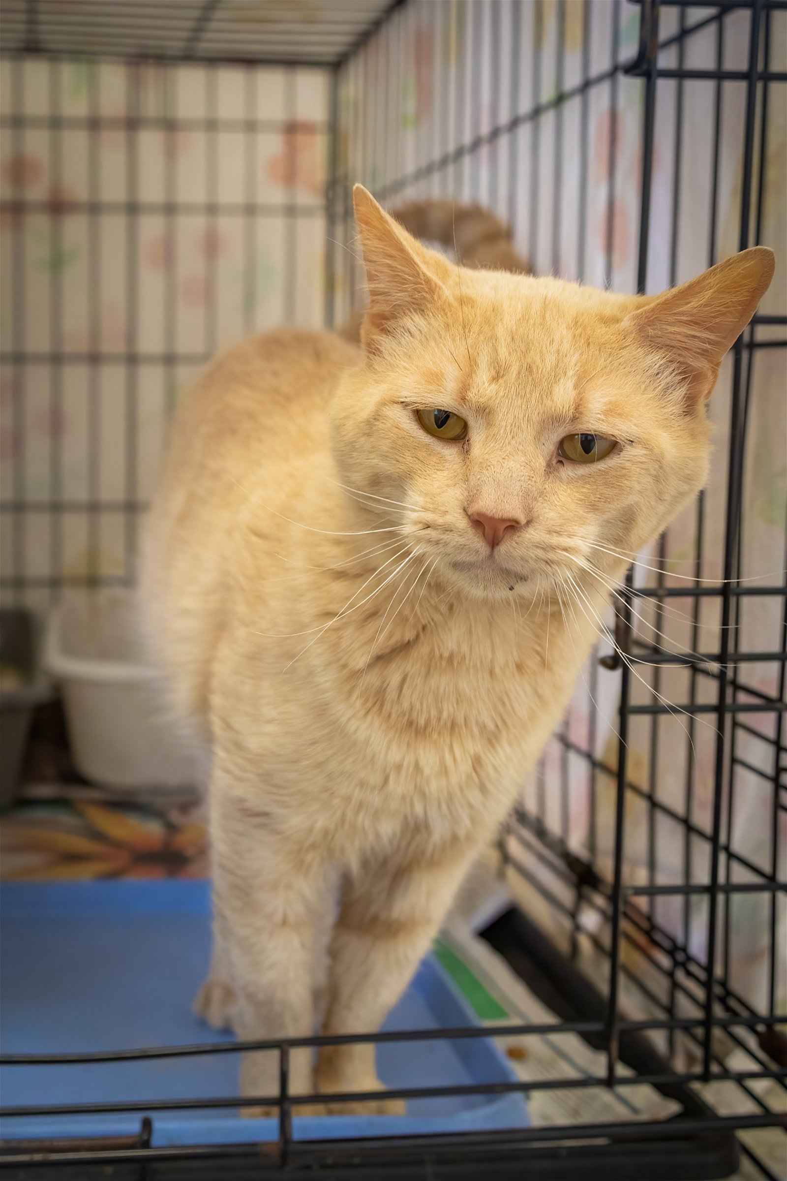 adoptable Cat in Marcus Hook, PA named Dusty (FCID# 04/17/2024 - 17 Trainer)