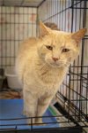 adoptable Cat in marcus hook, AR named Dusty (FCID# 04/17/2024 - 17 Trainer)