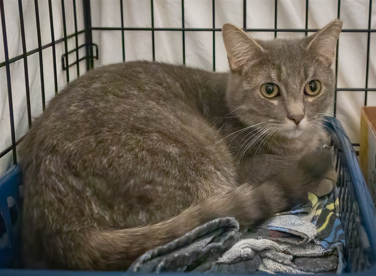 adoptable Cat in Marcus Hook, PA named Fiona (FCID# 04/17/2024 - 83 Trainer)