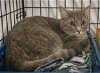 adoptable Cat in marcus hook, AR named Fiona (FCID# 04/17/2024 - 83 Trainer)