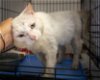 adoptable Cat in us, AR named Scruffy (FCID# 04/17/2024 - 24 Trainer)