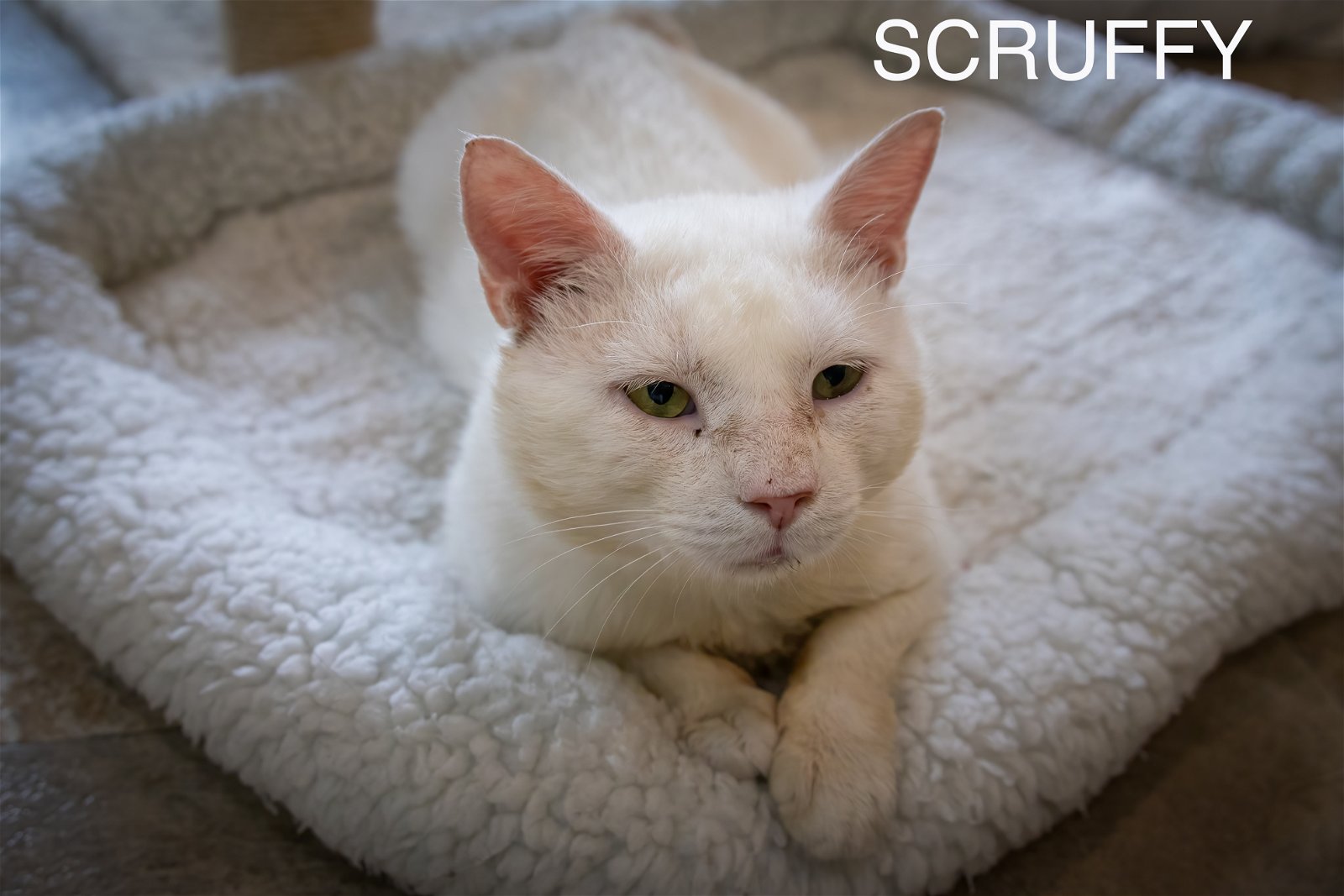 adoptable Cat in Marcus Hook, PA named Scruffy (FCID# 04/17/2024 - 24 Trainer)
