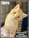 adoptable Cat in , PA named Frito, Willow Grove PA (FCID# 04/02/2024-103)