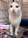 adoptable Cat in , PA named Henry, Willow Grove PA (FCID# 04/02/2024-115)