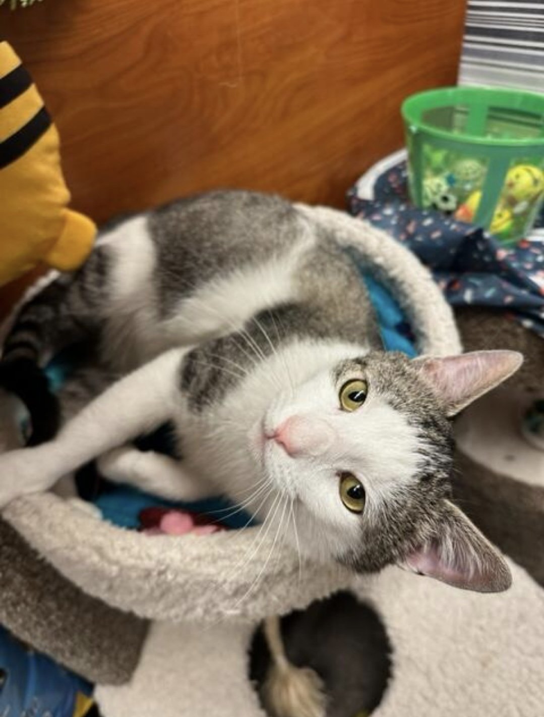 adoptable Cat in Levittown, PA named Henry, Levittown PetSmart (FCID# 04/02/2024-115)