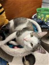 adoptable Cat in , PA named Henry, Levittown PetSmart (FCID# 04/02/2024-115)