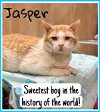 adoptable Cat in willow grove, PA named Jasper, Willow Grove PA (FCID# 03/29/2024-105)