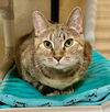 adoptable Cat in  named Cleopatra (FCID# 04/11/2024 - 30)