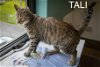adoptable Cat in us, AR named Tali (FCID# 03/27/2024 - 18 Trainer) C