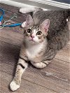 adoptable Cat in  named Clyde (FCID# 02/13/2024 - 67 Glen Mills PS) DC