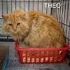 adoptable Cat in us, AR named Theo: DLH (FCID# 04/22/2024 - 11 Trainer)