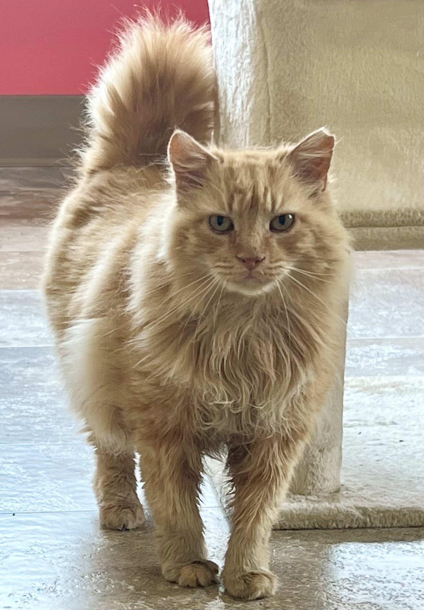 adoptable Cat in Marcus Hook, PA named Theo: DLH (FCID# 04/22/2024 - 11 Trainer)