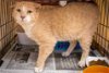 adoptable Cat in marcus hook, AR named Louie (FCID# 03/25/2024 - 13 Trainer)