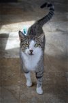 adoptable Cat in us, AR named Sahara (FCID# 04/26/2024 - 1 Trainer)