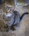 adoptable Cat in us, AR named Nessi (FCID# 04/10/2024 - 6 Trainer)