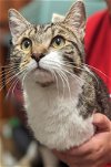 adoptable Cat in millsboro, DE named Bart (FCID# 04/04/2024 - 53 Millsboro PS)