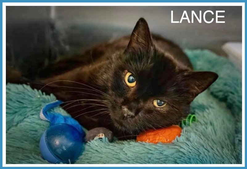 adoptable Cat in Marcus Hook, PA named Lance (FCID# 04/23/2024 - 32 Trainer) C