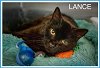 adoptable Cat in us, AR named Lance (FCID# 04/23/2024 - 32 Trainer)