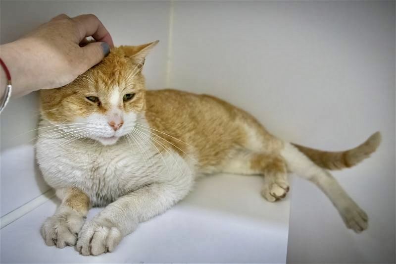 adoptable Cat in Marcus Hook, PA named Leon (FCID# 04/23/2024 - 65 Trainer)