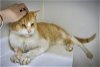 adoptable Cat in marcus hook, AR named Leon (FCID# 04/23/2024 -63 Trainer)