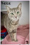 adoptable Cat in us, AR named Kelce (FCID# 04/22/2024 - 14 Trainer)