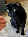 adoptable Cat in us, AR named Karlotta (FCID# 04/10/2024 - 73 Trainer)
