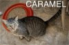 adoptable Cat in millsboro, DE named Caramel (FCID# 04/10/2024 - 69 Millsboro PS)