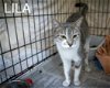 adoptable Cat in us, AR named Lila (FCID# 04/22/204 - 22 Trainer)