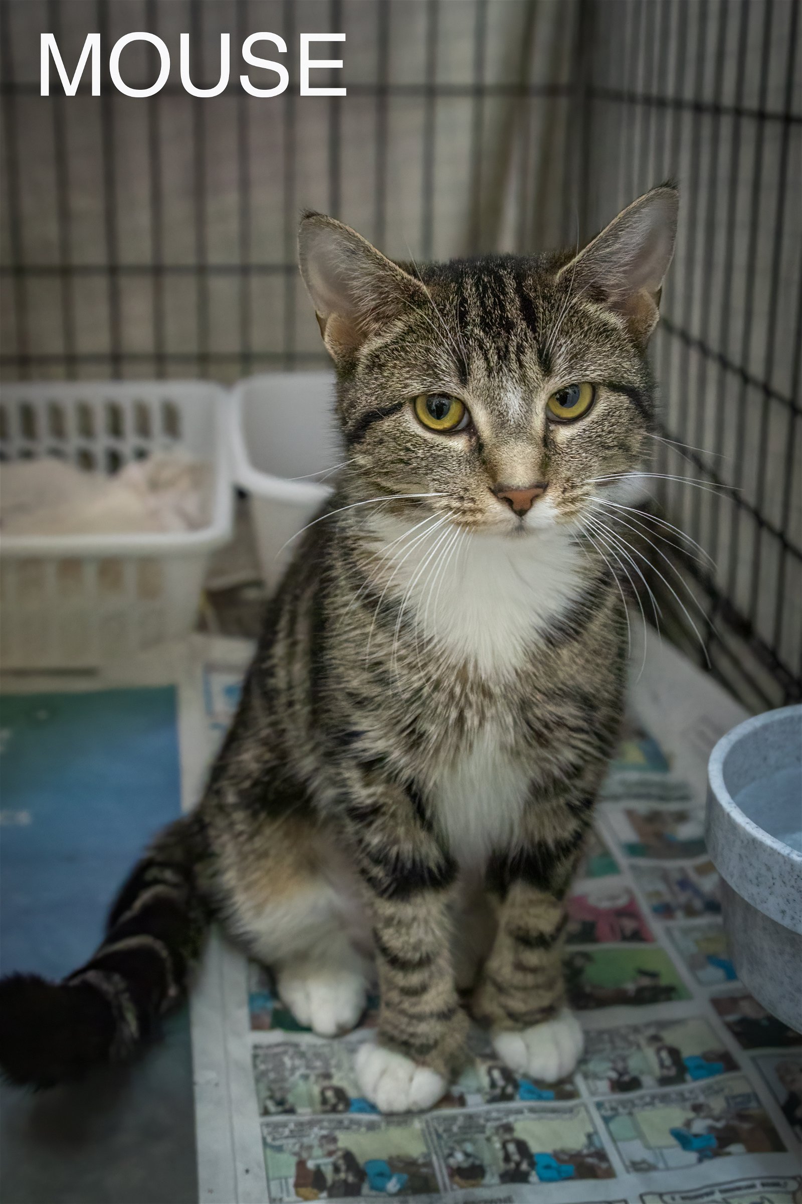 adoptable Cat in Marcus Hook, PA named Mouse (FCID# 04/22/2024 - 9 Trainer)