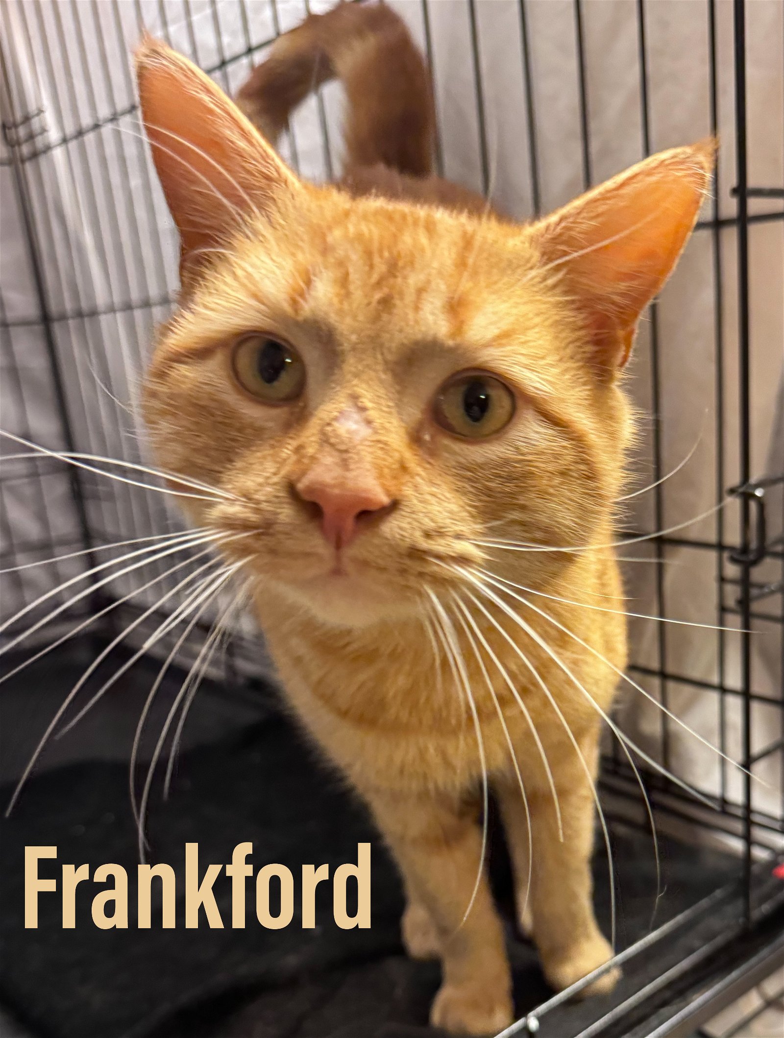 adoptable Cat in Jenkintown, PA named Frankford, Jenkintown PS , PA(FCID 04/02/2024-156)