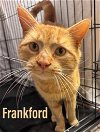 adoptable Cat in , PA named Frankford, Willow Grove PA (FCID 04/02/2024-156)