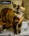 adoptable Cat in , DE named Lillian (FCID# 04/24/2024 - 70 Brandywine PS)