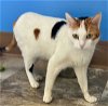 adoptable Cat in marcus hook, AR named Michelle (FCID# 03/28/2024 - 85 Trainer)
