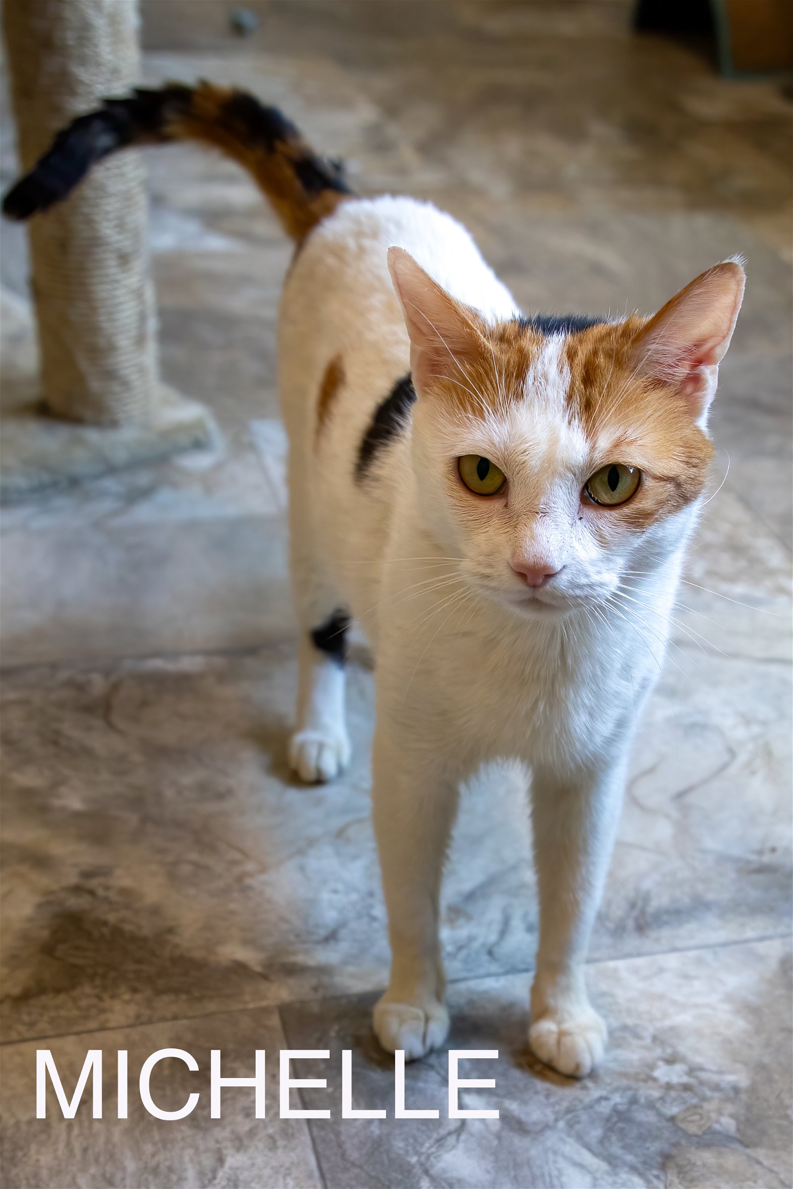 adoptable Cat in Wilmington, DE named Michelle (FCID# 03/28/2024 - 85 Brandywine PS)