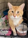 adoptable Cat in  named Catrick DMH Willow Grove PA (FCID 04/16/2024-117)