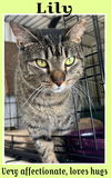 adoptable Cat in Willow Grove, PA named Lily Willow Grove (FCID# 07/06/2021-111)