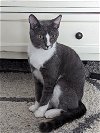 adoptable Cat in , DE named Noah (FCID# 04/15/2024 - 8 Brandywine PetSmart) D
