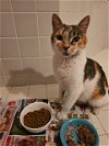 adoptable Cat in  named Callie, Willow Grove Area (FCID 04/18/2024-113)
