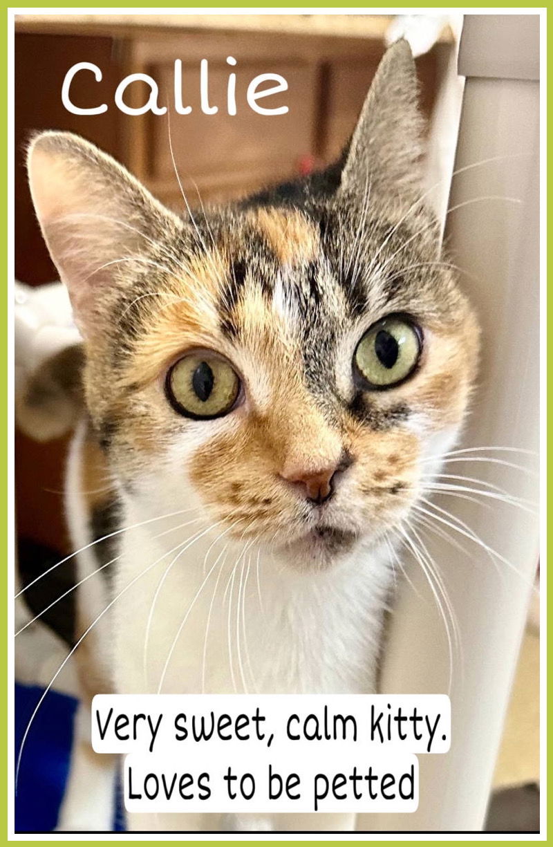 adoptable Cat in Willow Grove, PA named Callie, Willow Grove (FCID 04/18/2024-113)