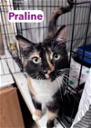 adoptable Cat in  named Praline, Willow Grove PA (FCID 04/16/2024-115)
